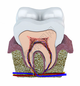 牙齿结构上白色孤立图片