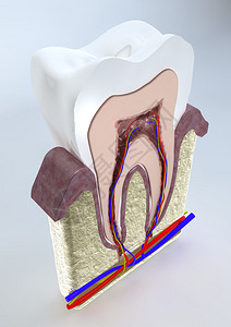 牙齿结构数码插图图片