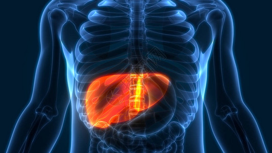 人体器官解剖学肝脏图片