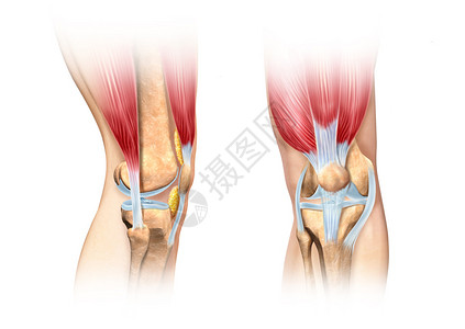 人类膝盖切开的插图侧面和前方观点详细科学上正确无误的横截面说明在白色中图片