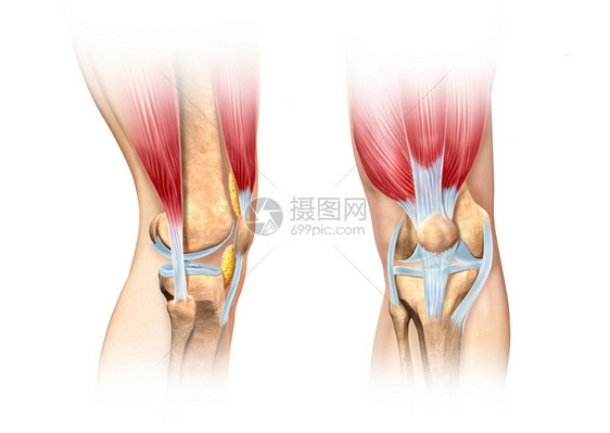 人类膝盖切开的插图侧面和前方观点详细科学上正确无误的横截面说明在白色中图片