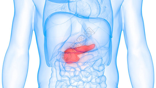 人体内消化器官胆囊解剖学3D图片