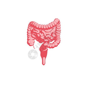 消化系统解剖模型图标图片
