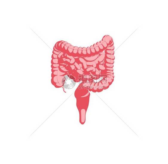 消化系统解剖模型图标图片