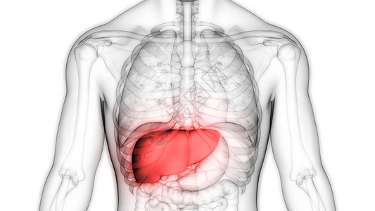 背景  |显示肝脏和胆囊与石背景  |人体肝脏系统剖面图背景  |人体