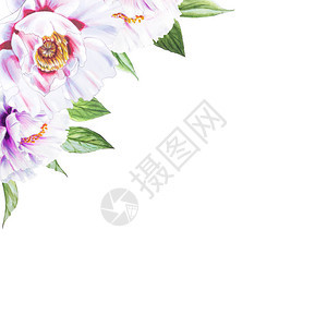 白色背景上的白牡丹花插图背景图片
