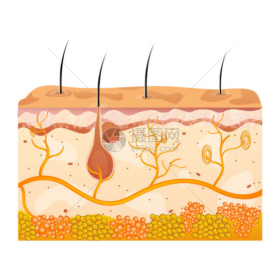 上的皮肤细胞插图图片