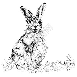 笔墨和笔墨画了白色背景上的一棵兔子的插图图片