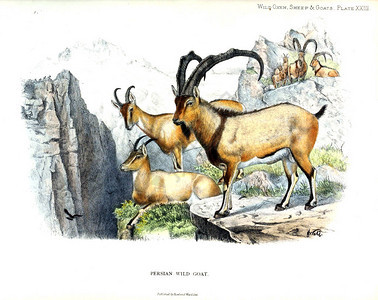 动物的插图旧图像背景图片