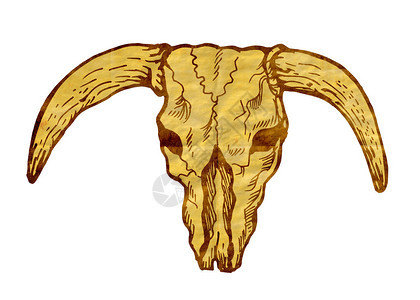 绘制德州长角公牛头骨的图示图片