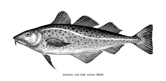 大西洋鳕鱼手绘老旧雕刻图示图片