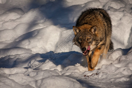 雪 狼冬林中的狼插画
