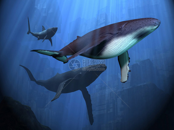 两头驼背鲸和一只大白鲨在深海图片