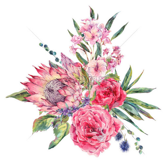 古典复古花卉贺卡玫瑰普罗蒂亚水苏蓟黑莓和野花的水彩花束图片
