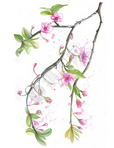樱花水彩画图片