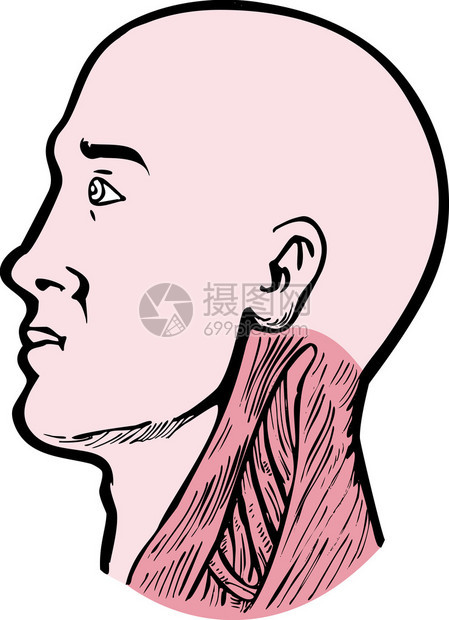 显示左面一头人左侧颈部肌肉Sternocleidomastoid上角捕捉动物和在白背景人类中被孤立的Scos图片