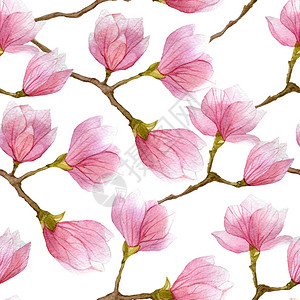水彩春天无缝图案与盛开的玉兰树隔离在白色背景图片素材