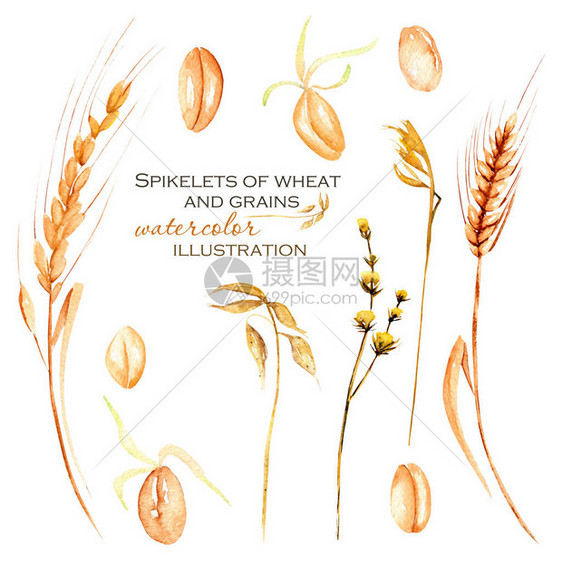 用水彩小麦粉小麦粒和干鲜花收集插图图片
