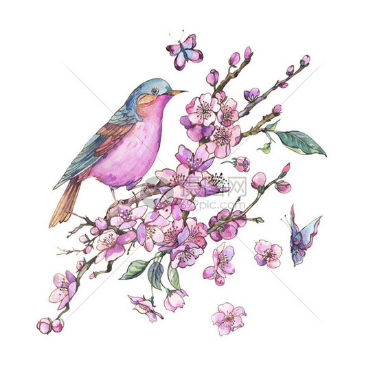 停留在樱花花枝上的小鸟图片