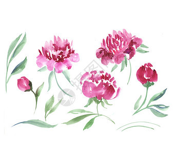 粉红色的牡丹花水彩插图图片