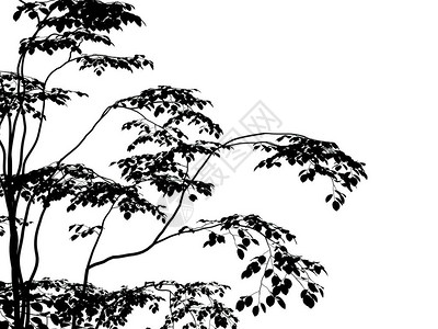 在白色背景上隔离的剪影树的3d渲染图片