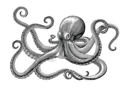 章鱼手绘复古雕刻插图白色背景图片