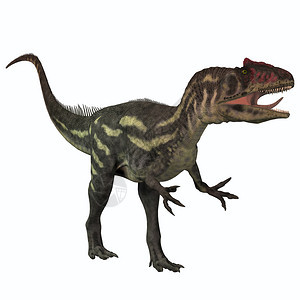 Allosaurus是一只大型的天龙掠食恐龙生活在侏图片