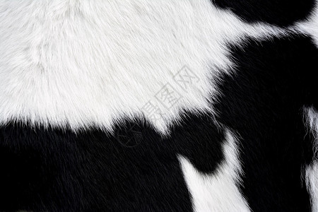 非洲动物牛皮背景黑色白人造牛毛皮纹理背景背景