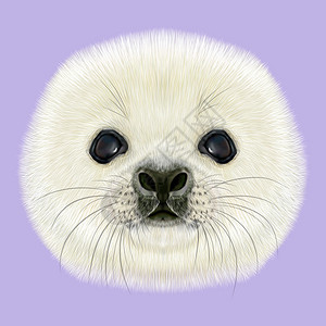 扎哈哈普海豹的肖像紫罗兰背景的哈普海豹宝插画