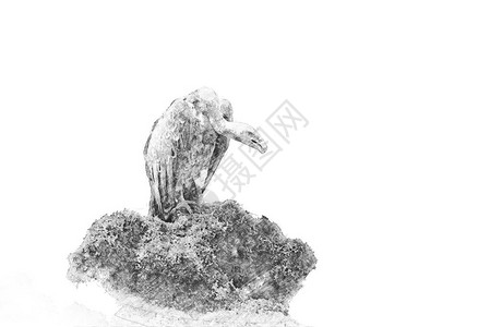 秃鹫黑白素描用铅笔图片