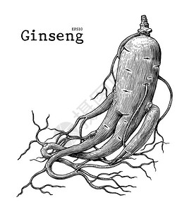 Ginseng手绘画图片