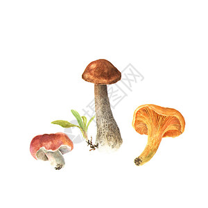 噬菌蘑菇的水彩插图棕色帽牛肝菌蘑菇鸡油菌白色背景上的红菇插画