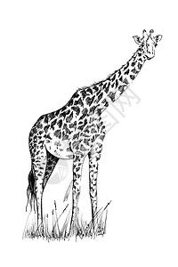 Giraffe手画图原图片