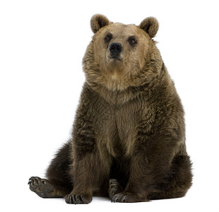 雌棕熊8岁坐在下高清图片
