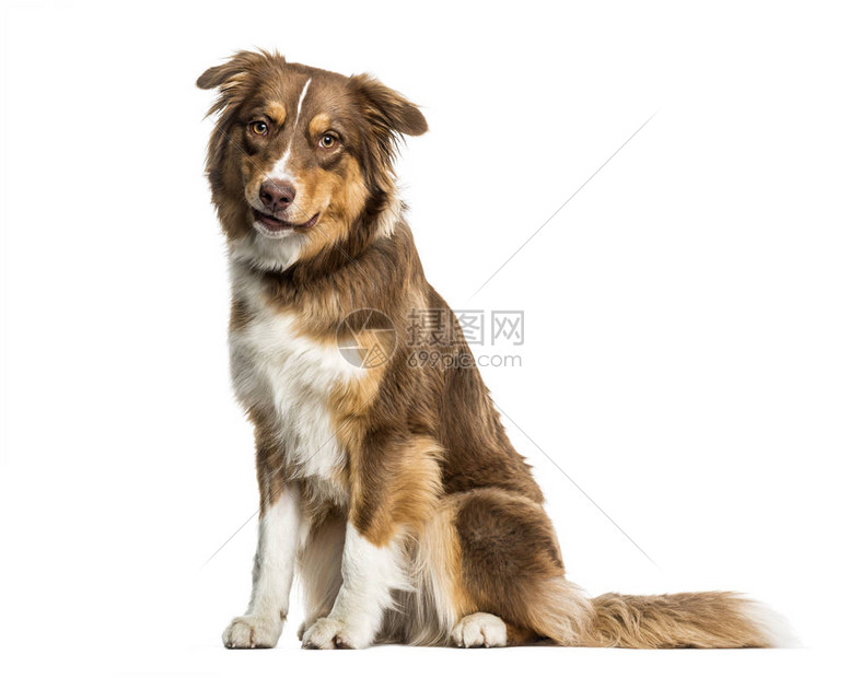 白人背景的澳大利亚牧羊犬坐高清图片下载 正版图片 摄图网