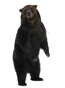 西伯利亚布朗熊12岁站在白背景图片
