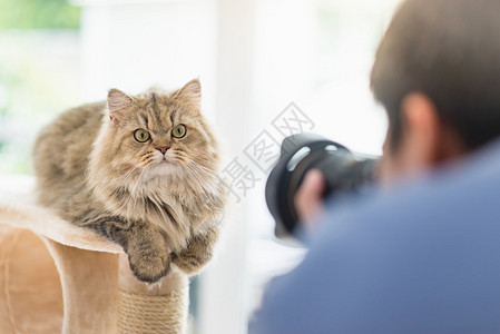 亚洲摄影师为波斯猫拍照图片