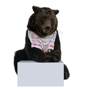西伯利亚棕熊12岁白色背景背景图片