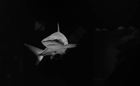 白色鲨鱼低密钥的黑白图片