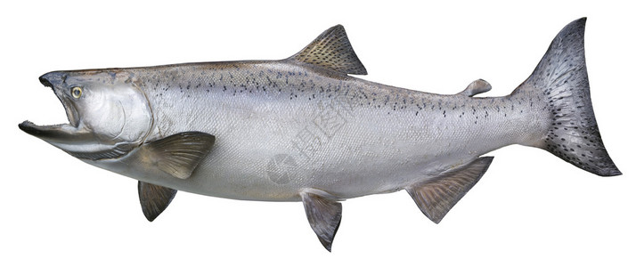 一只大阿拉斯加鲑鱼或三文鱼王在剖面视图中以图片