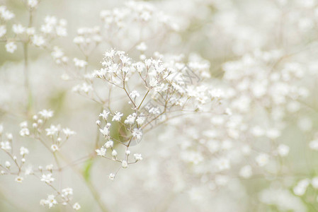 呼吸花朵或Gypsophila图片