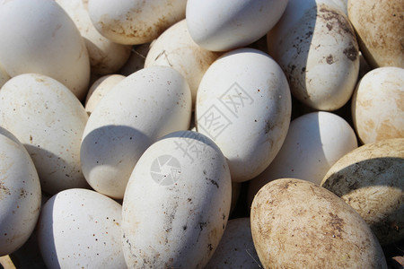很多白色的新鲜鹅蛋背景图片