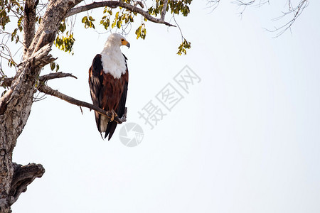 非洲Chobe公园非洲鱼鹰组织博图片