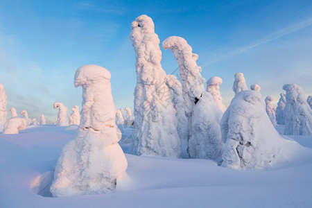 大雪和树木被积雪缠绕全球变暖的征兆图片