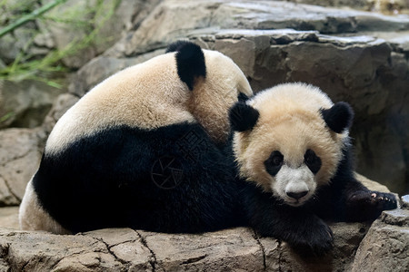 巨熊猫新生婴儿肖像在看着你图片