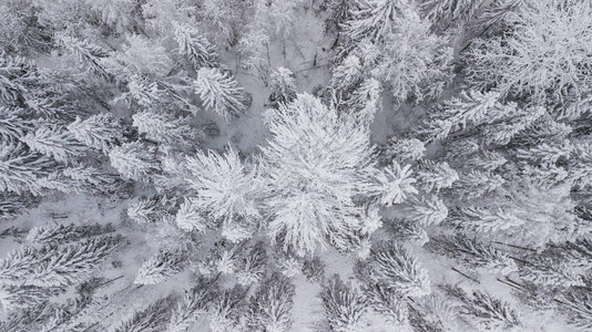 雪树的正上方图片