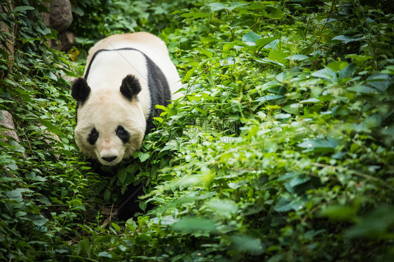 野生物组织图片