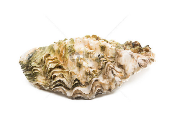 白色背景上孤立的牡蛎图片