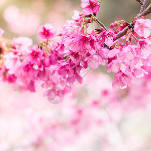 粉红樱花图片