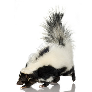 被剥光了的skunk在白色背景图片
